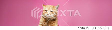 Red Cat Male Kitten On Yellow Background Red Cat Male Kitten On Yellow Background 131460934