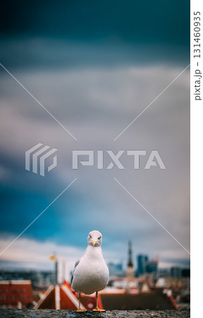 Tallinn, Estonia. White Seagull On Viewing Platform On Background Old Town Tallinn, Estonia. White Seagull On Viewing Platform On Background Old Town 131460935