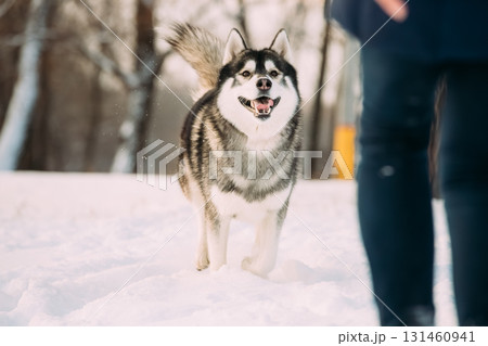 Husky Dogs Running Together Outdoor In Snowy Park At Sunny Winter Day. Smiling Dog. Active Dogs Play In Snow. Playful Pet Outdoors At Winter Season. 131460941