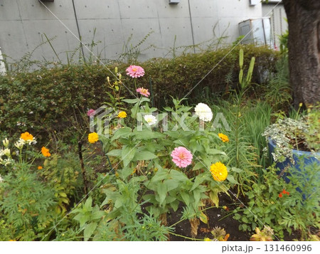 百日草の桃色とオレンジ色と白色 131460996