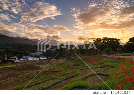《埼玉県》秋の秩父・夕暮れの寺坂棚田 《埼玉県》秋の秩父・夕暮れの寺坂棚田 131461024