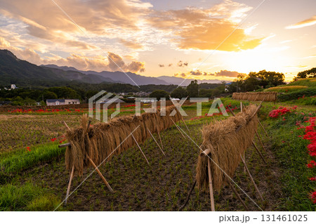 《埼玉県》秋の秩父・夕暮れの寺坂棚田 131461025