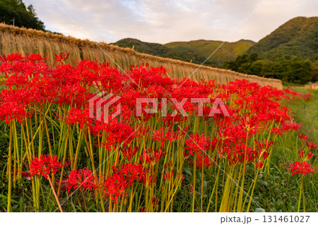 《埼玉県》秋の秩父・夕暮れの寺坂棚田 131461027