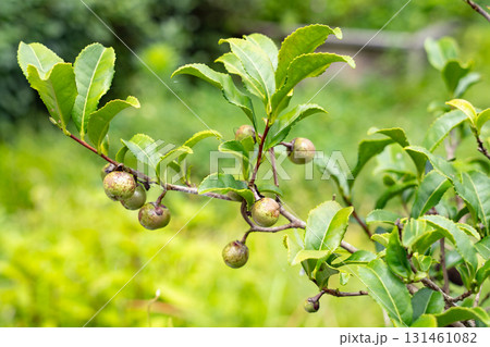 茶畑に実るお茶の実 緑茶の木の果実 茶畑に実るお茶の実 緑茶の木の果実 131461082