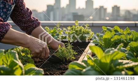 Person wearing purple patterned shirt tending small herb seedlings in wooden raised bed container garden on urban rooftop with city skyline background during golden hour sunlight 131461198
