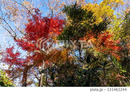 高尾山周辺 131461244