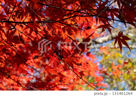 高尾山周辺 高尾山周辺 131461264