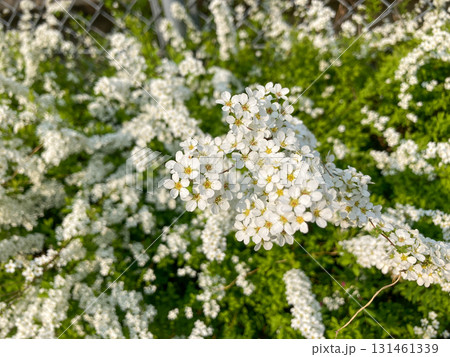 白い小さな花 131461339