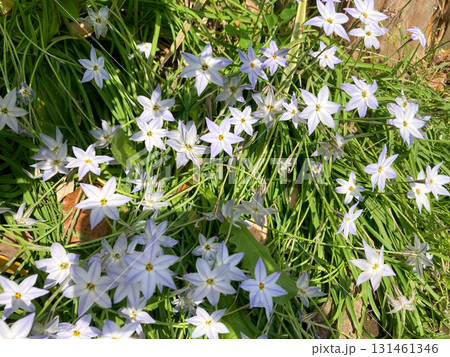 薄紫色の小さな花 131461346