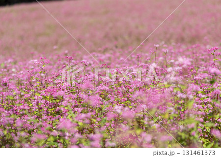 長野県上伊那郡箕輪町に広がる赤そばの里と満開の花畑風景 131461373