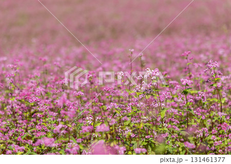 長野県上伊那郡箕輪町に広がる赤そばの里と満開の花畑風景 長野県上伊那郡箕輪町に広がる赤そばの里と満開の花畑風景 131461377