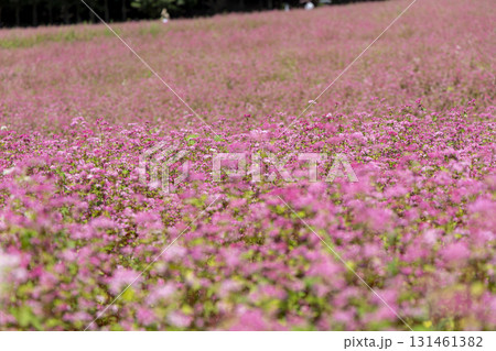 長野県上伊那郡箕輪町に広がる赤そばの里と満開の花畑風景 長野県上伊那郡箕輪町に広がる赤そばの里と満開の花畑風景 131461382