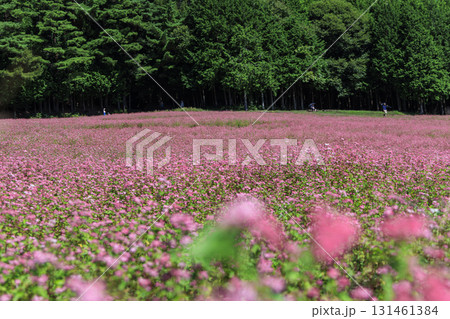 長野県上伊那郡箕輪町に広がる赤そばの里と満開の花畑風景 131461384