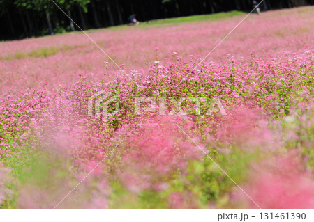 長野県上伊那郡箕輪町に広がる赤そばの里と満開の花畑風景 長野県上伊那郡箕輪町に広がる赤そばの里と満開の花畑風景 131461390