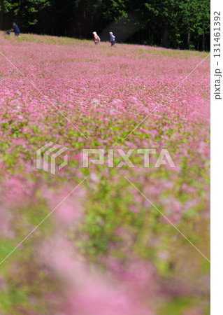 長野県上伊那郡箕輪町に広がる赤そばの里と満開の花畑風景 長野県上伊那郡箕輪町に広がる赤そばの里と満開の花畑風景 131461392