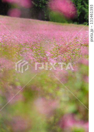 長野県上伊那郡箕輪町に広がる赤そばの里と満開の花畑風景 長野県上伊那郡箕輪町に広がる赤そばの里と満開の花畑風景 131461393