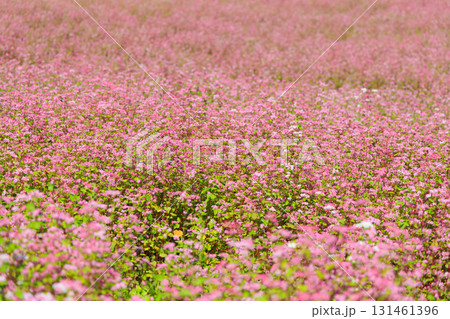 長野県上伊那郡箕輪町に広がる赤そばの里と満開の花畑風景 長野県上伊那郡箕輪町に広がる赤そばの里と満開の花畑風景 131461396