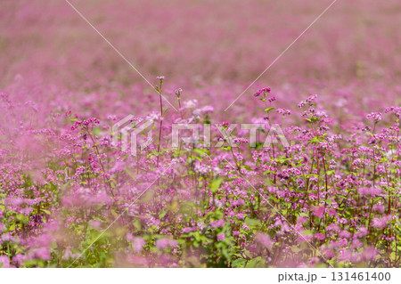 長野県上伊那郡箕輪町に広がる赤そばの里と満開の花畑風景 131461400