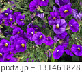 ピンク、紫の花 131461828