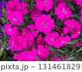 ピンク、紫の花 131461829