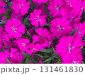 ピンクの花 131461830