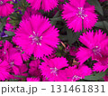 ピンク、紫の花 131461831