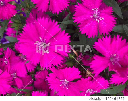 ピンク、紫の花 131461831