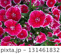 ピンク、紫の花 131461832