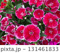 ピンク、紫の花 131461833