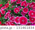 ピンク、紫の花 131461834