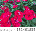 ピンク、紫の花 131461835