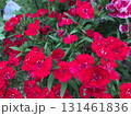 ピンクの花 131461836