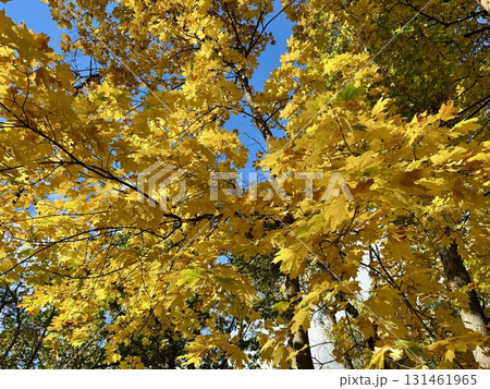 Golden autumn, yellow maple leaves 131461965