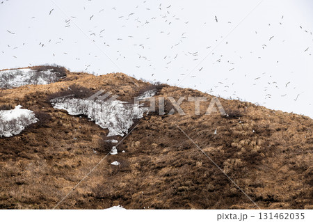many seabirds fly over top of island in Avacha bay many seabirds fly over top of island in Avacha bay 131462035