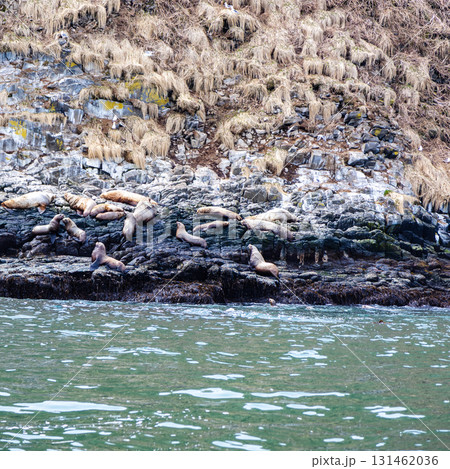 many seals on island in Avacha bay, Pacific ocean 131462036