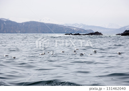 black-legged kittiwake on water in Pacific ocean 131462040
