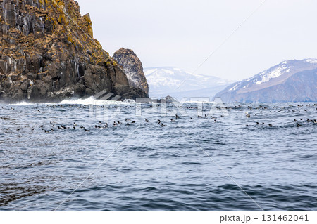 flock of ancient murrelets on water near coast flock of ancient murrelets on water near coast 131462041