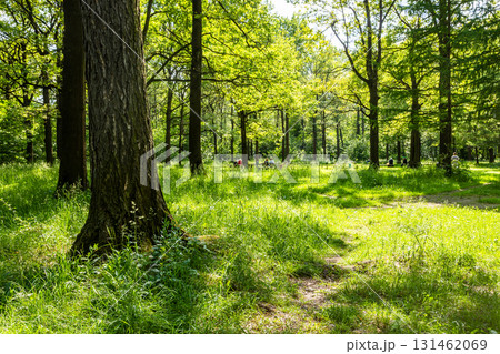 view of green meadow with benches in grove of park 131462069