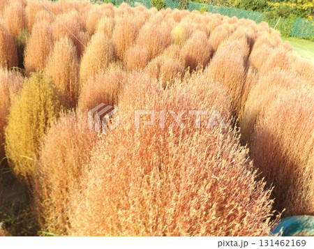 花の美術館前庭の紅葉したコキア 花の美術館前庭の紅葉したコキア 131462169