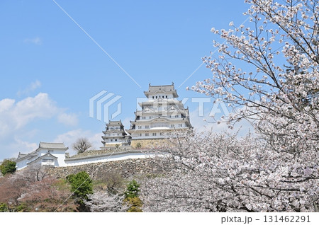 りの一渡櫓と大天守　桜の季節（姫路城） 131462291