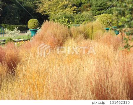 花の美術館前庭の紅葉したコキア 131462350