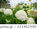 白いアジサイ 131462390