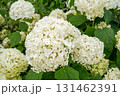 白いアジサイ 131462391