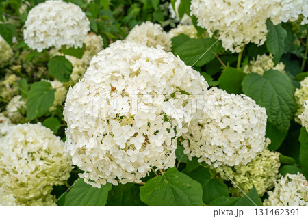 白いアジサイの花 梅雨の季節に咲く清楚な紫陽花 白いアジサイの花 梅雨の季節に咲く清楚な紫陽花 131462391