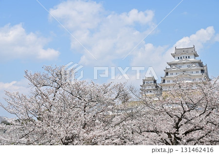 乾小天守と大天守 桜の季節(姫路城) 乾小天守と大天守 桜の季節(姫路城) 131462416