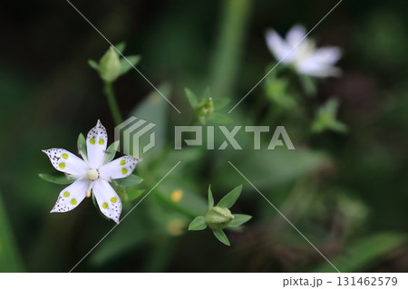 アケボノソウ アケボノソウ 131462579