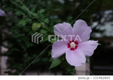 秋、鮮やかな花を咲かせたフヨウ 131462605