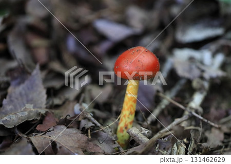 タマゴタケ 131462629