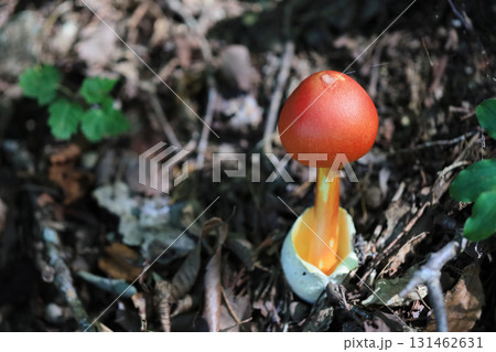 タマゴタケ 131462631