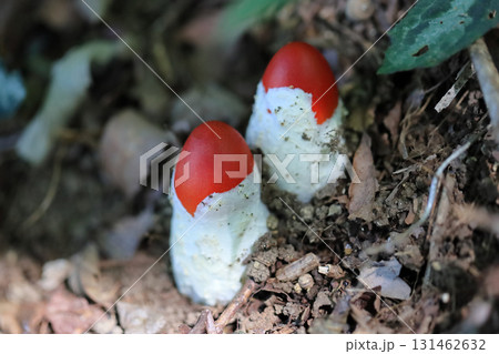 タマゴタケ 131462632